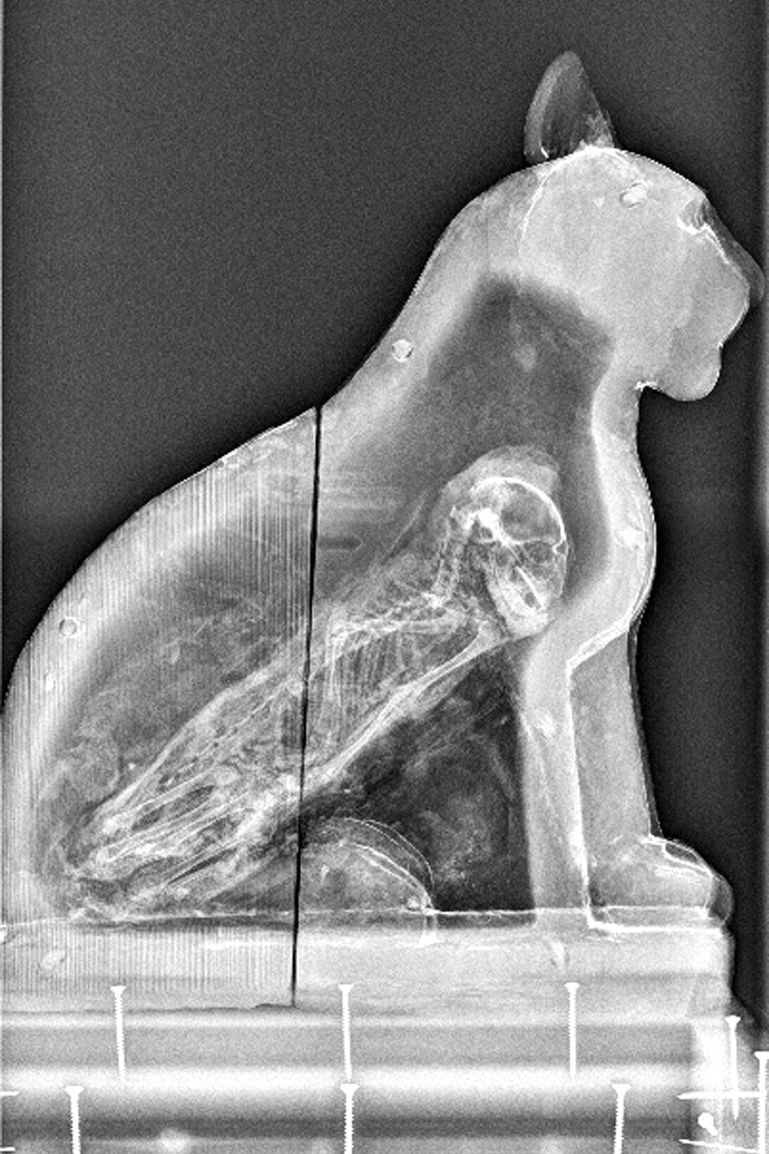 X-Ray of Cat Mummy, Manchester Museum, The University of Manchester © Alan Seabright