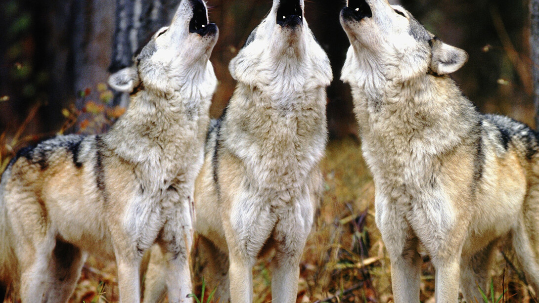 Il richiamo della foresta