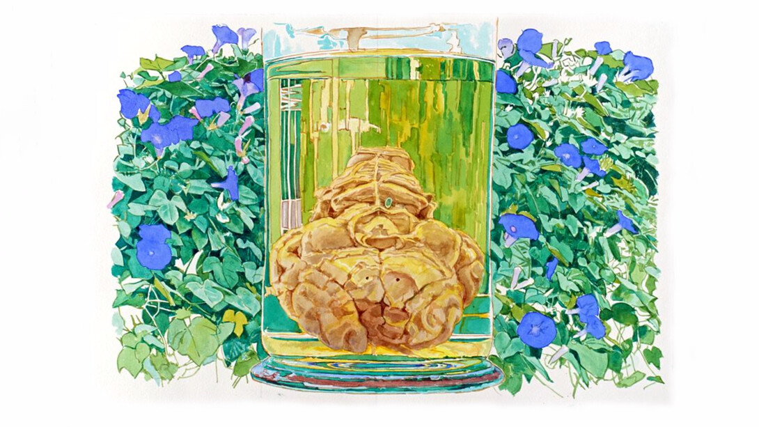 Bocal/cerveau 2, 38 x 57 cm, aquarelle sur papier Saunders Waterford 300g blanc naturel, 2019 