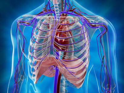 Sistema cardiovascular humano