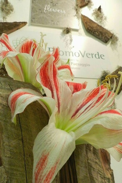 Flowers Planet