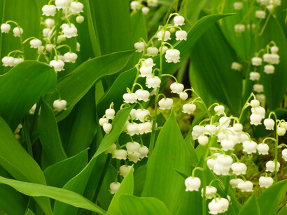 Convalaria majalis 'Bordeau'