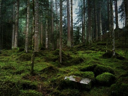 Forest bathing, Dolomiti, foto Claudia Zanfi