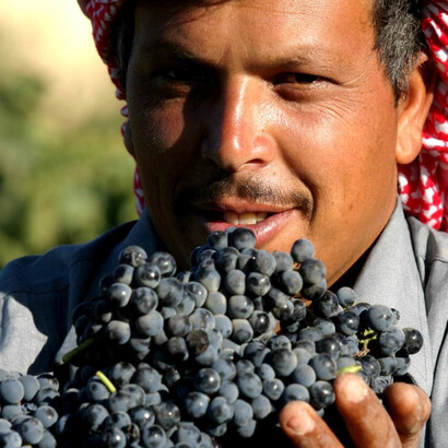 Wine harvester, Bekaa Massaya winery