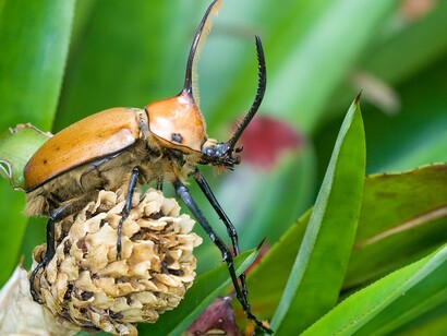 "Golofa porteri" o escarabajo cachudo del carrizo alimentándose de los brotes tiernos de su hospedera