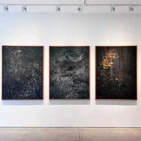 Edo Costantini, Solsticio de invierno: semillas de la nada, vista de exhibición. Cortesía de Praxis