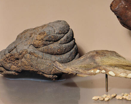 Hall of South American Peoples. Courtesy of American Museum of Natural History