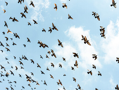 Una bandada de palomas atraviesan el cielo, símbolo de libertad