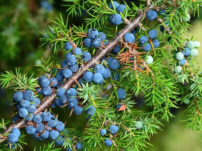 Bacche di ginepro