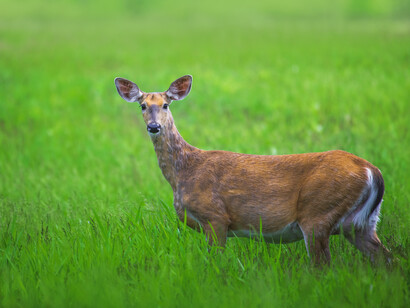 We need to design an economic model that accounts for the actual capacity of the resources we have