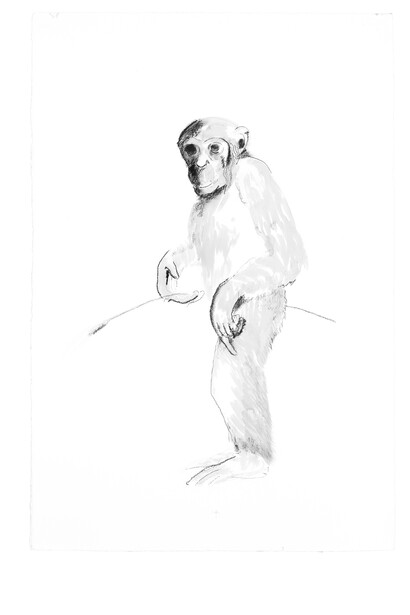 Girolamo Ciulla, 2017, "Scimmia con spiga", carboncino e tempera su carta Arches, 100x150 cm