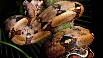 Il serpente come simbolo di guarigione