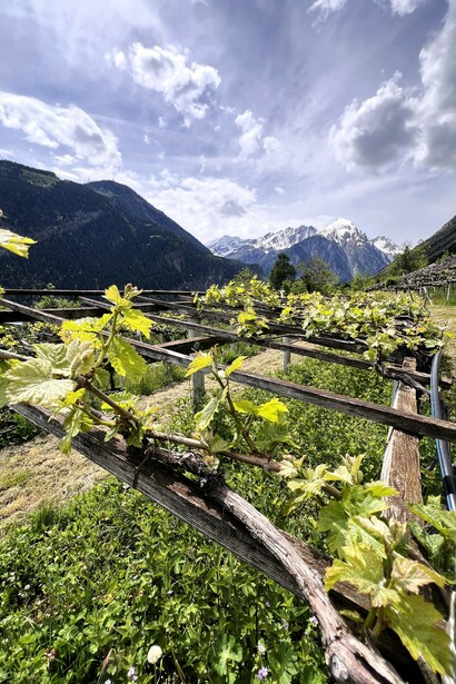 Mont Blanc, ever present and always snow-capped, symbolizes the purity and resilience found in Morgex’s heroic viticulture © Donatella Polizzi