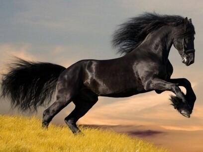Friesian Horse, Black Stallion