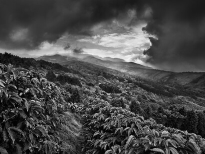 Sebastião Salgado, Coltivazioni di caffè Llano Bonito de Sarcero, Regione Centrale, Costa Rica 2013