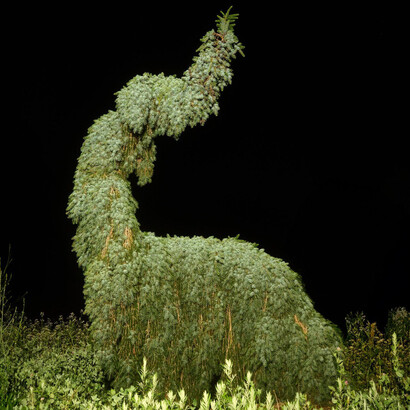 Tucker Marder, Picea omorika ‘Pendula bruns’. Instalado en el Folly Tree Arboretum, East Hampton, NY (detalle). Cortesía del Parrish Art Museum