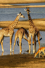 Diverse ricerche genetiche hanno proposto una quantità variabile di specie di giraffe