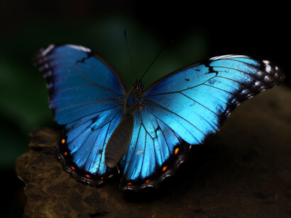Mariposa azul. En algunas culturas orientales se considera al color azul el color del luto