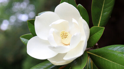 Poco a poco las emociones se serenan y surge la precisa belleza