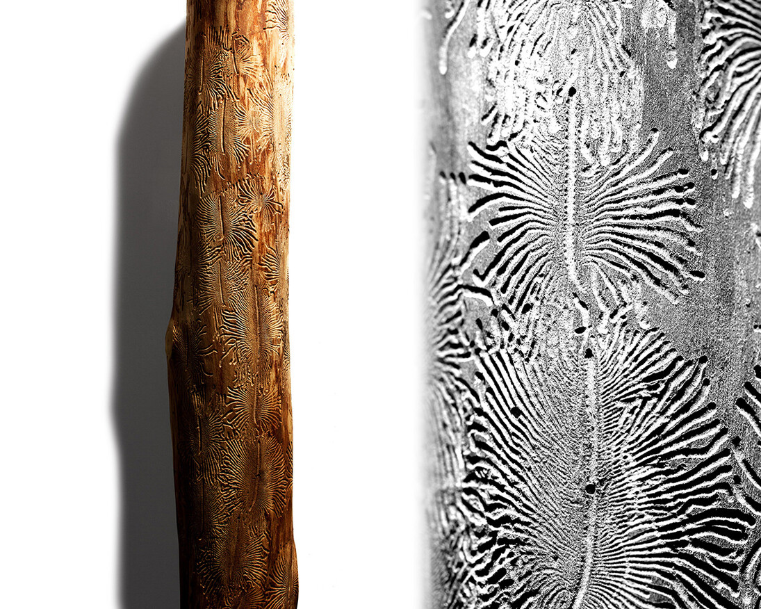 Bark Beetle Calligraphy. Courtesy of Florida Museum of Natural History