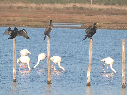 Uccelli acquatici, foto di Francesco