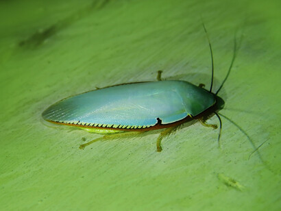 Cucaracha de bosque («Chloroblatta sp.»)