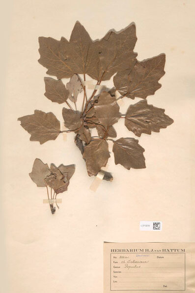 Pioppo, Populus L., Naturalis Biodiversity Center