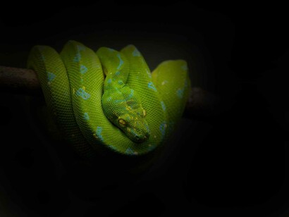 A venomous python snake is waiting in the shadows to slither and snap at his victim in his desire to quell the peace