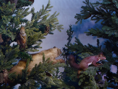 The Alpine bioregion. Courtesy of Grigore Antipa National Museum of Natural History