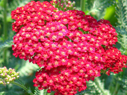 Achillea, la pianta di Achille