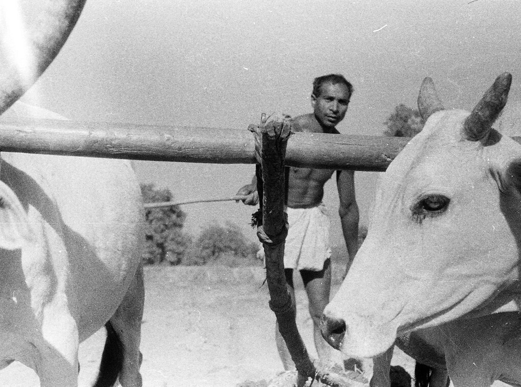 Ploughing with oxen, Orissa, 1950s