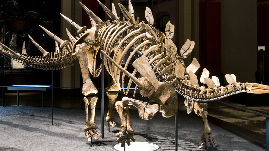The World of Dinosaurs. Courtesy of Museum für Naturkunde
