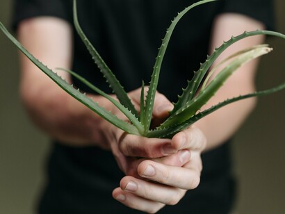 A person cradling an aloe vera plant, representing a commitment to natural well-being