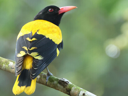 Black-hooded Oriole © Gehan de Silva Wijeyeratne