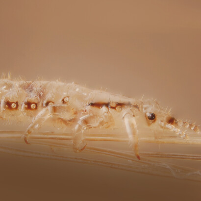 Louse (plural: lice) is the common name for members of the order Phthiraptera, which contains nearly 5,000 species of wingless insect.