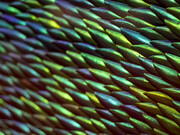 Jan Fabre. Courtesy of Museo di Capodimonte