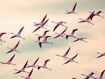 All animal species, from birds and insects to whales and dolphins, are biologically programmed to travel vast distances in search of food and survival