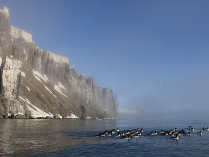Brunnichs Guillemots (c) John Aitchison