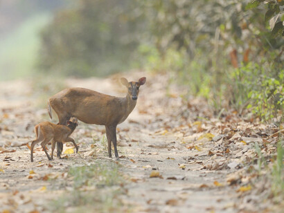 Dudhwa Tiger Reserve, ph. Aditya Havelia  