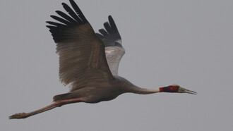 Sarus Crane, the tallest flying bird in the world © Gehan de Silva Wijeyeratne