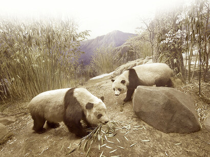Diorama de pandas. Museo de Historia Natural Field, Chicago