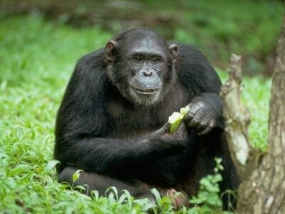 Homosexuality is essentially part of many animal or human cultures