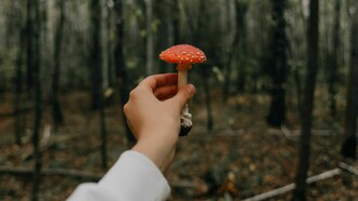 A peculiar mushroom cures a shadowed beast, stealing a woman’s memories but mysteriously salvaging her fractured, forgotten marriage