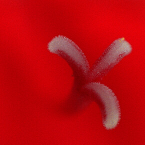 Jayne Parker, A Floral Tribute for Essex Road,  HD video still, 2018 © Jayne Parker, Courtesy Tintype