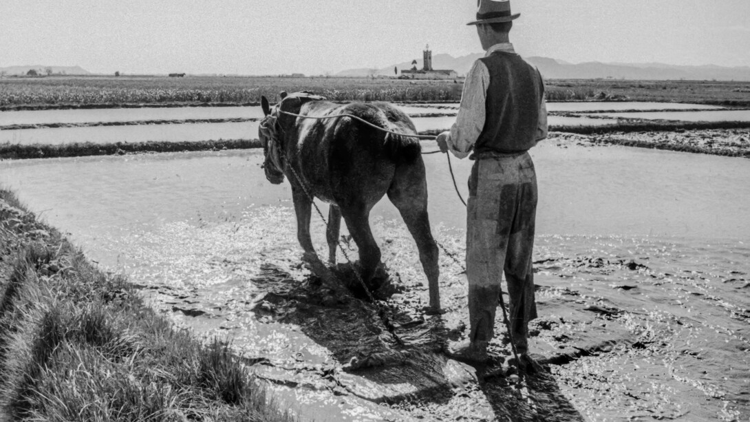 Trabajador agrícola de Alginet, 1957. Municipio situado en la comarca de la Ribera Alta, en la provincia de Valencia, Comunidad Valenciana, España
