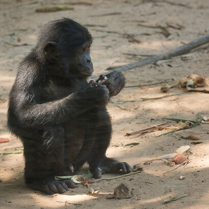 Scimpanzé Bonobo (Pan paniscus) impegnato nello sbucciare un frutto. La sua abilità evidenzia la complessità del pensiero animale, sfidando l'idea che il linguaggio articolato sia l'unico mezzo di espressione intellettuale
