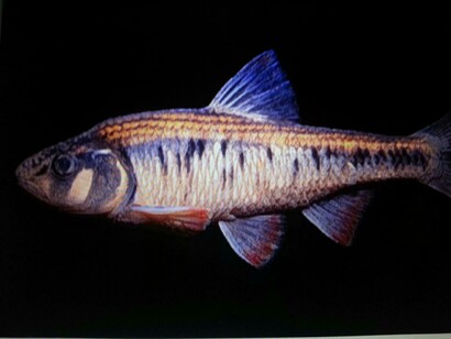 Phylum Chordata subphyla Vertebrata