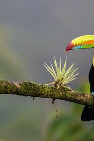 The World Health Organization has recognized the performance of the Health Sector of Costa Rica