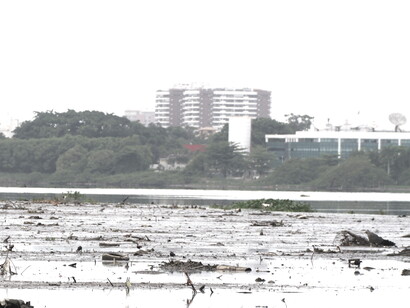 Um ecossistema agonizante