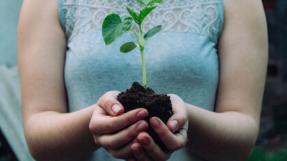 An individual holds a plant root in their hand